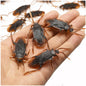 5-50Pcs Funny Cockroaches Joke Decoration Props Rubber Toy Gags Practical Jokes Toys Horrifying Simulation Plastic Centipede - Square Deal Me